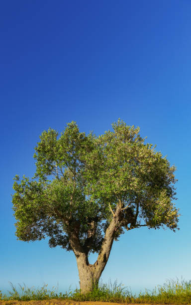 istock Green leaves olive tree with sky background 1226167083