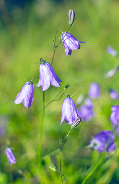 istock Blooming violet bellflowers in a sunny lawn 1226167292