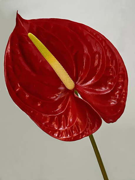 istock Flower of Anthirium selloum 1226167296