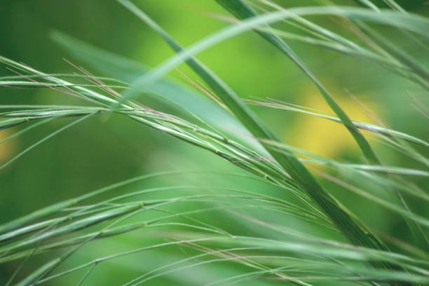 Green grass, abstract background of summer greenery, blurred image. World Environment Day. Earth Day