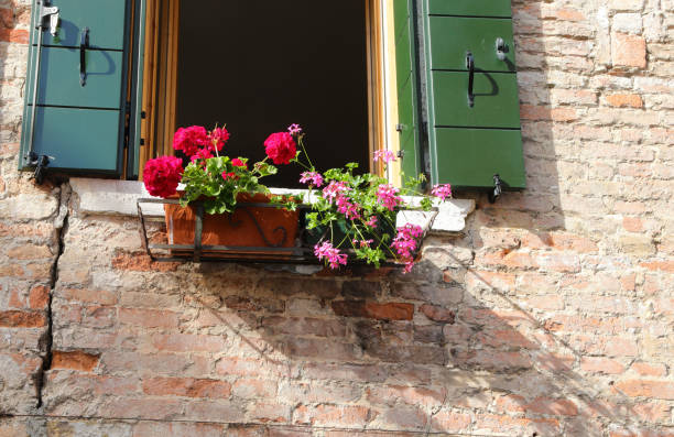 Balcony with flower pots geraniums blooming in spring and the brick wall of the house