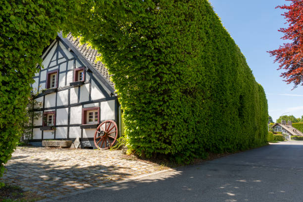 Large hedge in front of a half-timbered house stock photo