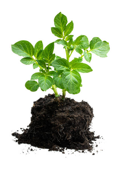 istock Potato bush without flowers in soil isolated on white 1226170689