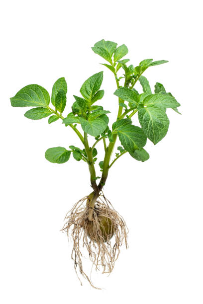 istock Potato bush with tuber and roots isolated on white 1226170740