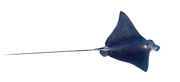 Photo of Spotted Eagle Ray (Aetobatus narinari) Isolated On A White Background. Close Up Of Dangerous Underwater Leopard Stingray Soaring In Red Sea, Egypt.