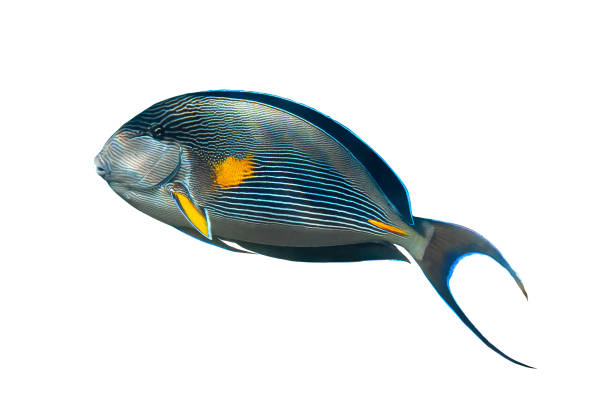 Sohal Surgeonfish (Acanthurus Sohal) Isotated On White Background. Sohal Surgeonfish (Acanthurus Sohal) Isotated On White Background. Tropical Fish With Black Fins, Yellow And Blue Stripes, Red Sea, Egypt. Side View, Close Up, Cut Out. colorful sohal fish (acanthurus sohal) stock pictures, royalty-free photos & images