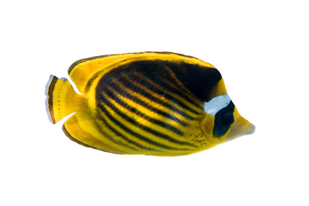 Speckled Butterflyfish Chaetodon citrinellus occurs in the tropical Indo-Pacific Ocean from East Africa to the Hawaiian, Marquesan and Tuamoto islands, north to southern Japan and the Ogasawara Islands, south to New South Wales (Australia) and to the Lord Howe Island in a depth range from 1 to 36m, usually from 1 to 5m, max. length 13cm. The species is common in shallow exposed reef flats, lagoons, and seaward reefs; in relatively open areas with scattered corals, may be solitary or in small groups, usually in distinct pairs, especially during breeding. Juveniles are often in small aggregations and commonly mix with other similar sized juveniles. The species feeds on small worms, small benthic invertebrates, coral polyps, and filamentous algae. Nuku Hiva, Marquesas, French Polynesia 8°56'15.57 S 140°5'43.038 W at 6m depth