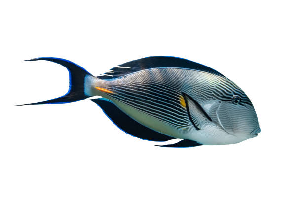 Sohal Surgeonfish (Arabian Acanthurus Sohal) Isolated On White Background. Sohal Surgeonfish (Arabian Acanthurus Sohal) Isolated On White Background. Tropical Fish With Black Fins, Yellow And Blue Stripes, Side View, Close Up. colorful sohal fish (acanthurus sohal) stock pictures, royalty-free photos & images