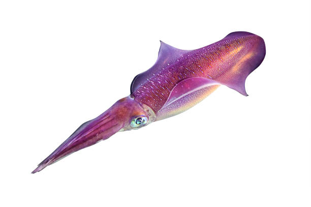 riff rot tintenfisch mit großen augen isoliert auf einem weißen hintergrund. lila ozean cephalopod mit tentakeln. - cuttlefish stock-fotos und bilder