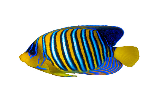A parrotfish, with a blue body and orange stripes, swimming in a coral reef. The fish is swimming in a school of other fish, including black and yellow angelfish, creating a colorful and lively scene. The background is a coral reef, with a sandy bottom and blue water, showing the diversity and beauty of the marine life. The image is taken from a low angle, looking up at the fish, creating a sense of awe and admiration.