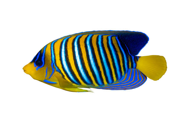 Royal Angelfish (Regal Angel Fish), Coralfish isolated on a white background. Royal Angelfish (Regal Angel Fish), Coralfish isolated on a white background. Tropical colorful fish with yellow fins, orange, white and blue stripes in blue ocean water. Side view, close up, cut out. saltwater fish photos stock pictures, royalty-free photos & images