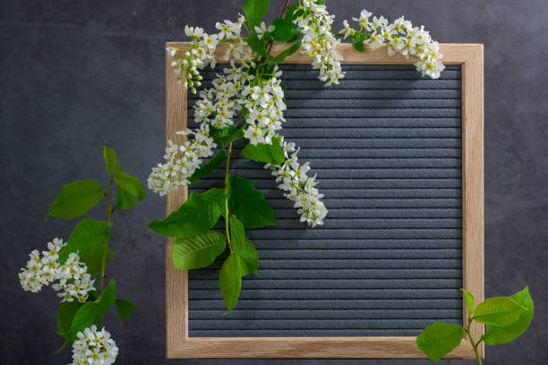 istock Beautiful bird cherry tree flowers frame. Mayday tree blossom branches with wooden frame on grey background. Spring light bird cherry blossoms frame on natural grey felt. Copy space for text. Flatlay 1226171080