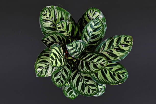 Top view of tropical 'Calathea Makoyana' Prayer Plant, a house plant with beautiful exotic pattern on black background Top view of tropical 'Calathea Makoyana' Prayer Plant, a house plant with beautiful exotic stripe and dot pattern and drak and light green color on black background calathea photos stock pictures, royalty-free photos & images