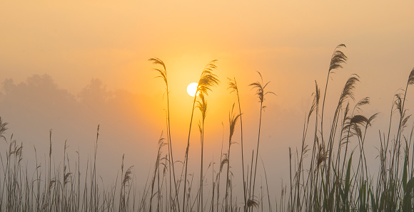 Reed along the edge of a misty lake at a yellow foggy sunrise in an early spring morning, Almere, Flevoland, The Netherlands, May 20, 2020