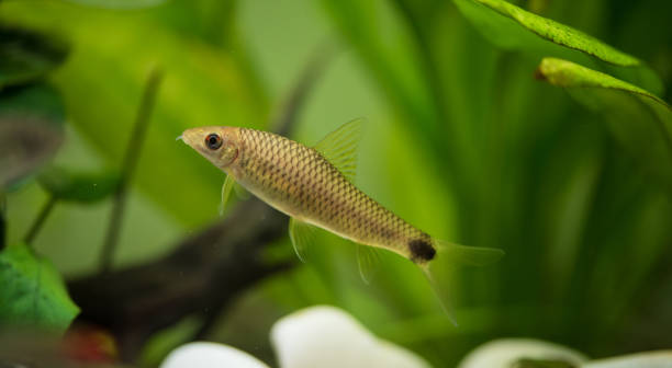 istock Crossocheilus reticulatus silver flying fox is a freshwater fish 1226174647