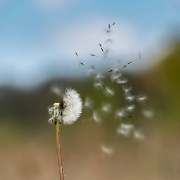 istock Close Up Of Flowers 1226176419