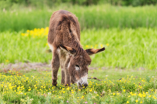 Donkey on overcast day. Wild donkey in countryside field, feeding, grazing, animals roaming-free. The donkey eats grass