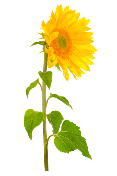 istock Sunflower flower with green leaves 1226176856