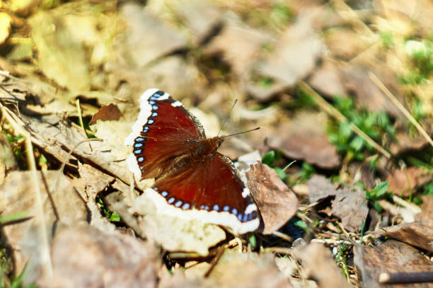 istock a butterfly with brown wings in its natural environment 1226177011