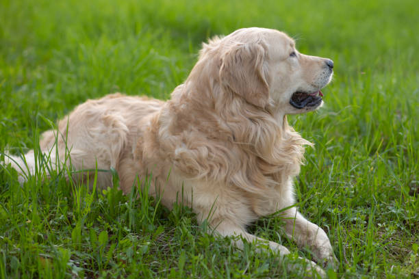 istock Dog, Golden Retriever 1226178441
