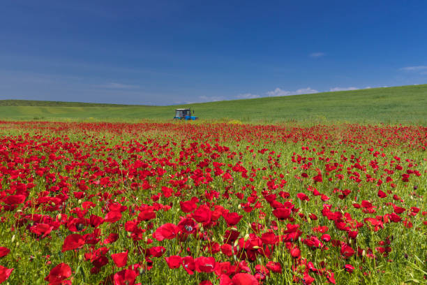 Tractor in blooming poppy fields in the mountains