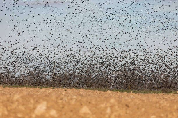 istock Thousands of starling birds take flight at the same time 1226180433