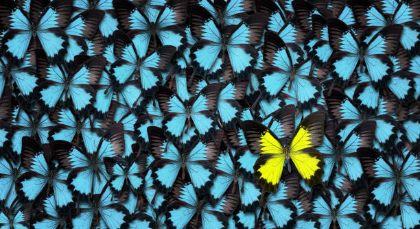 Standing out from the crowd concept Standing out from the crowd concept. High angle view of a yellow butterfly over many blue ones with copy space arthropod photos stock pictures, royalty-free photos & images