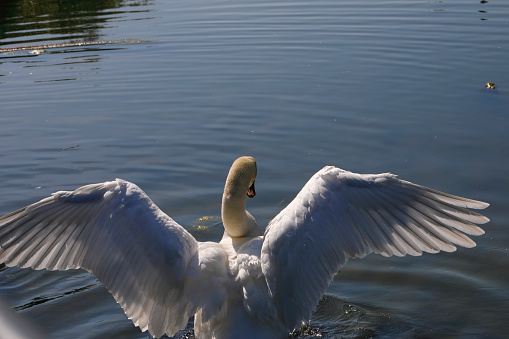 View from behind of a mute swan (Cygnus olor) stretching its wings.