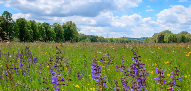 istock spring landscape panorama with flowering flowers on meadow 1226182881
