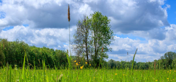 istock Panorama of a tree on green field 1226182882