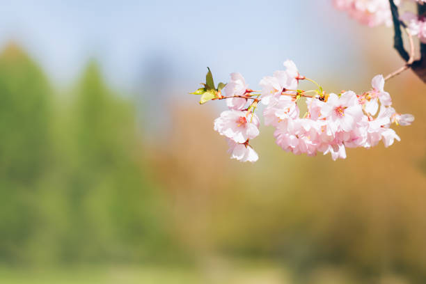 istock Pink Cherry blossom branch in bloom. Spring concept 1226183206