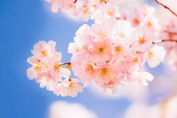 istock Pink Cherry blossom branch in bloom against blue sky. Spring concept. Copy space 1226183254