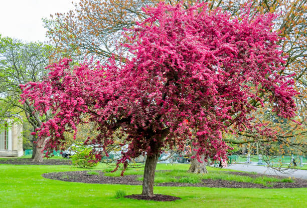 Blooming tree in Kew botanical gardens in spring, London, UK Blooming tree in Kew botanical gardens in spring, London, UK kew gardens spring stock pictures, royalty-free photos & images