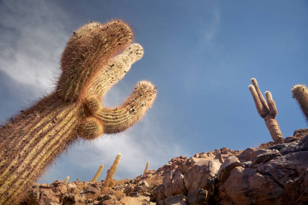View full of big cactus on Incahuasi island on Salar de Uyuni salt flats, Bolivia