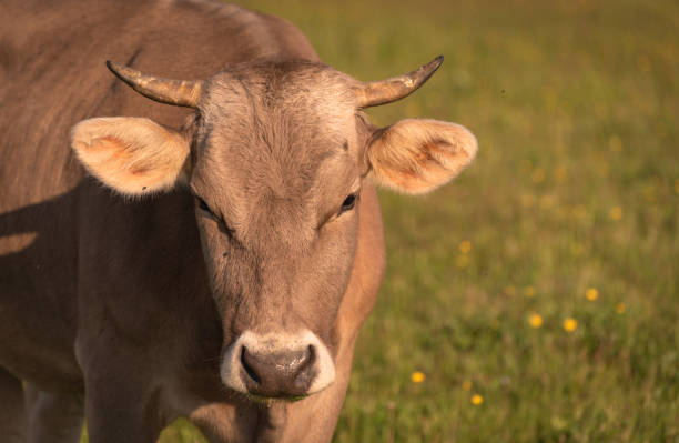 istock Cow on a mountain pasture 1226185877