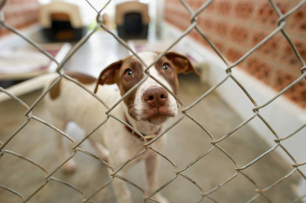 istock Dog Rescue Shelter 1226186005