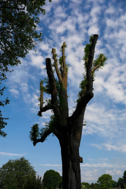 tree of heaven becomes tree of hell - ailanthus glandulosa imagens e fotografias de stock