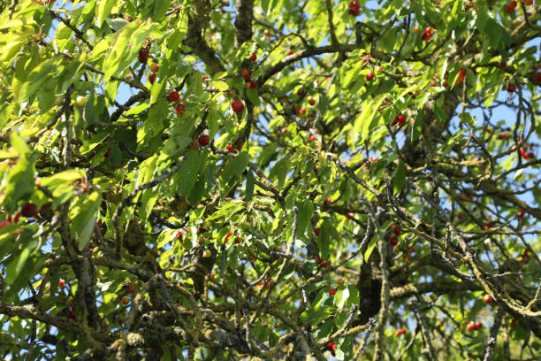 istock Twig of cherry tree with red cherries. Composite photo 1226187363