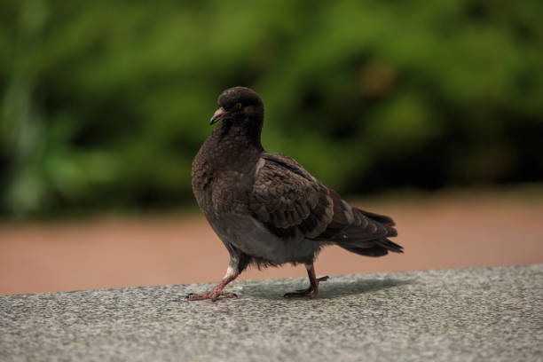 istock Dove walks on a gray granite 1226187966