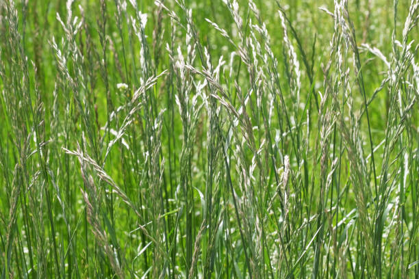 istock Green natural eco background 1226188144