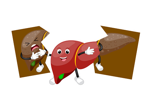 Healthy Liver Character Holding Tear Of Unhealthy Stock Illustration -  Download Image Now - Liver - Organ, Happiness, Cartoon - iStock