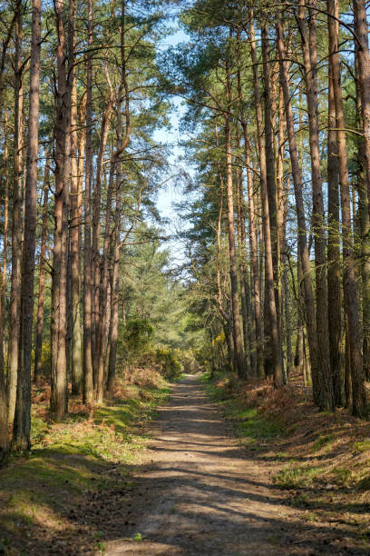 istock Footpath in a pine forest in the summer 1226190560