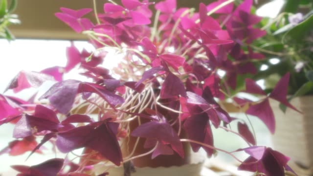 Purple Oxalis triangularis on the flower stand