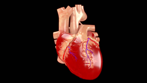 istock Human Circulatory System Heart Anatomy 1226192590