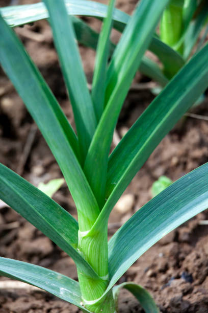 istock Leek From Allium Family Stem 1226193897