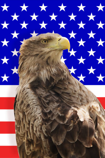 istock Free wild eagle with american flag in background 1226194121