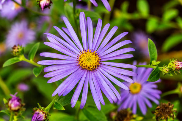 aster x frikartii "monch" - aster zdjęcia i obrazy z banku zdjęć