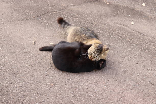 istock Two stray cats fighting and biting on their neck. 1226194861