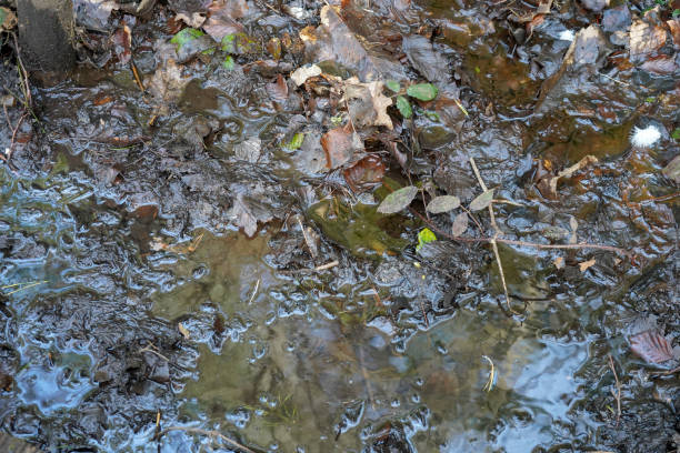 istock Muddy waterlogged puddle in woodland 1226196237