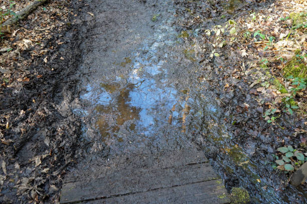 istock Muddy waterlogged puddle in woodland 1226197950